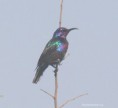 /album/photogallery/splendid-sunbird-jpg/